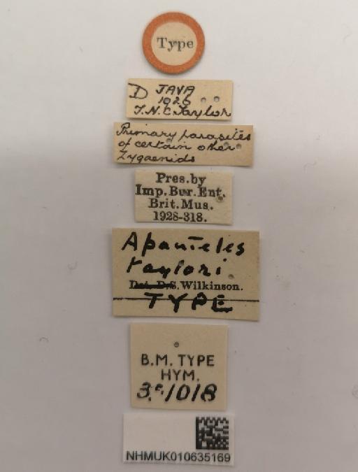 Apanteles taylori Wilkinson, 1928 - 010635169_Apanteles_taylori_holotype_labels