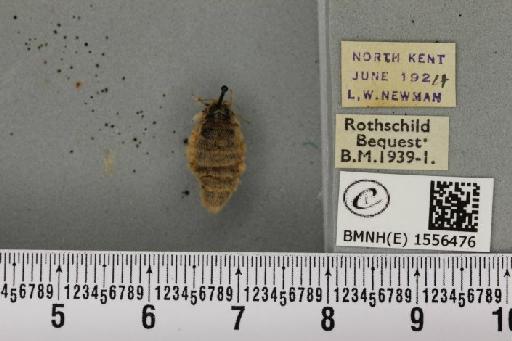 Orgyia antiqua (Linnaeus, 1758) - BMNHE_1556476_256285