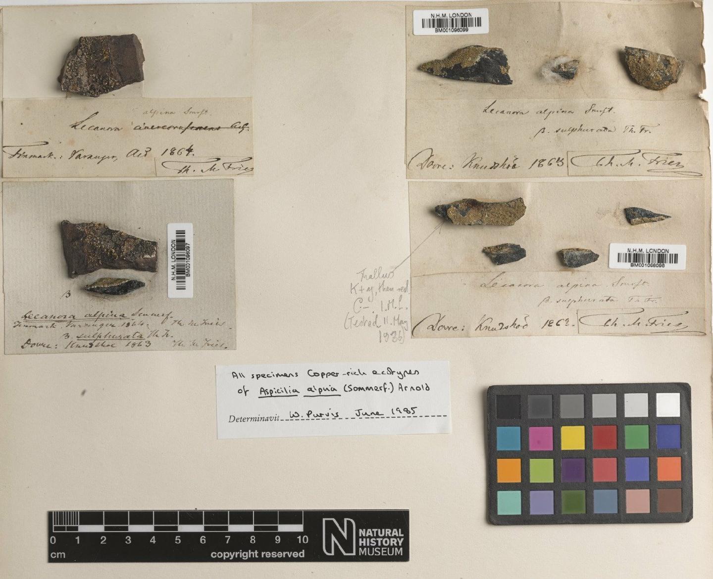 To NHMUK collection (Bellemerea alpina (Sommerf.) Clauzade & Roux; Type; NHMUK:ecatalogue:2803689)