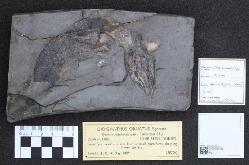 Oxygnathus ornatus Egerton, 1854 - 010038094_L010041008
