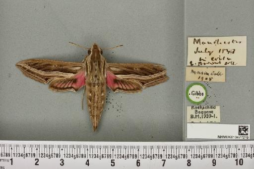 Hippotion celerio (Linnaeus, 1758) - NHMUK_010477219_534824