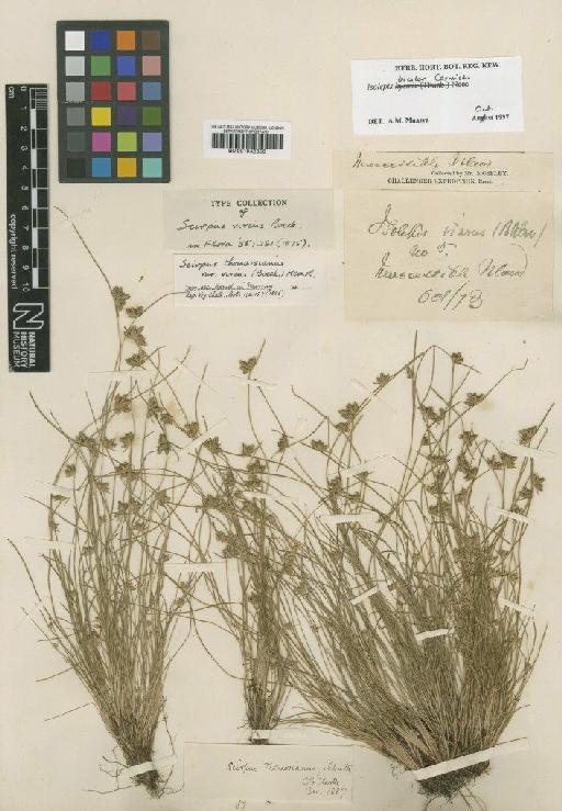 Isolepis bicolor Carmich. - BM001042356
