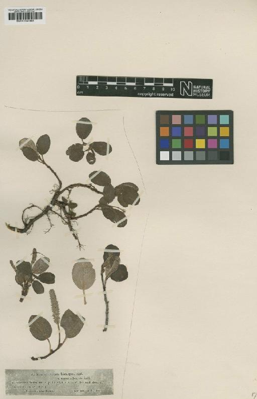 Salix reticulata L. - BM001041946