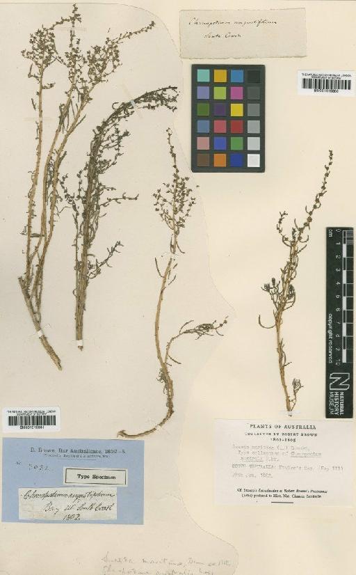 Chenopodium australe R.Br. - BM001015881
