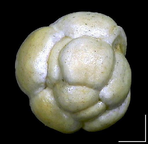 Trochammina conglobata Brady, 1884 - ZF2498_Trochamminoides coronatum1_lateral.jpg