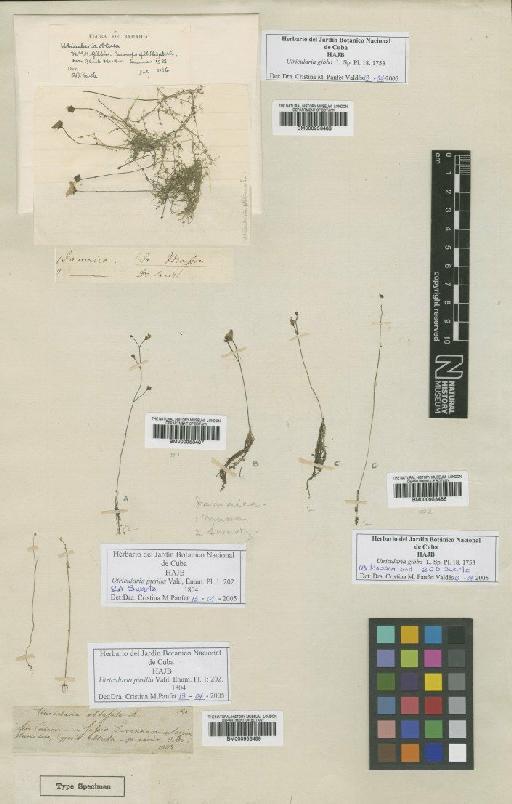 Utricularia gibba L. - BM000953487