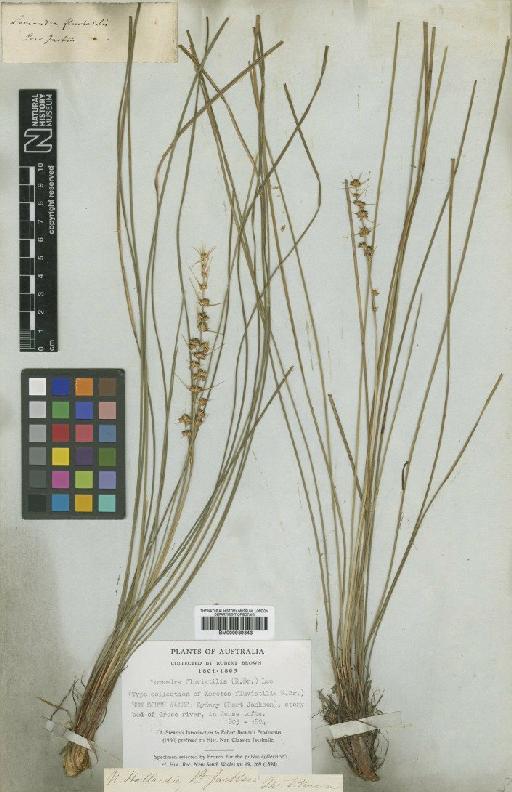 Lomandra fluviatilis (R.Br.) A.T.Lee - BM000939343