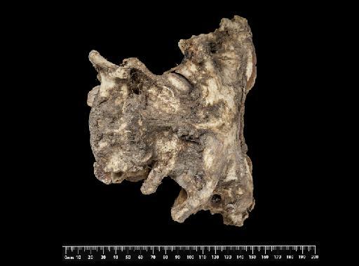 Mylodon darwinii Owen, 1840 - NHMUK PV M 8728 (2)