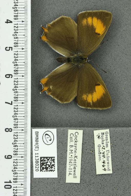 Thecla betulae ab. lineata Tutt, 1907 - BMNHE_1138020_95080