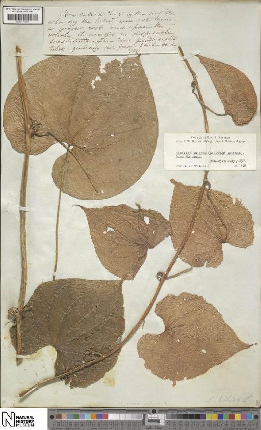 Dioscorea bulbifera L. - BM001190096