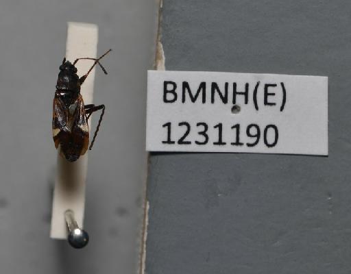 Dieuches maculicollis (Walker, 1872) - Dieuches maculicollis-BMNH(E)1231190-Holotype Female Dorsal