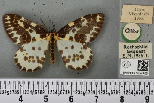 Abraxas grossulariata ab. aberdoniensis Raynor, 1923 - BMNHE_1854703_415149