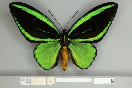 Ornithoptera priamus teucrus Joicey & Talbot, 1916 - 013603217__