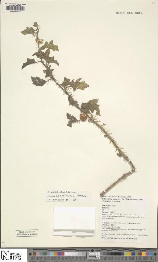 Solanum atropurpureum Schrank - BM000816130