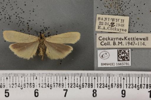 Eilema pygmaeola pygmaeola (Doubleday, 1847) - BMNHE_1665781_289832