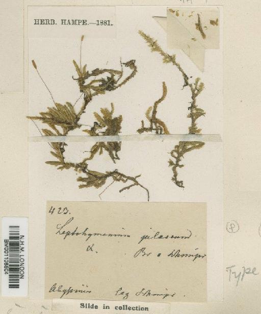Pylaisiobryum abyssinicum (Müll.Hal.) Cufod. - BM001108504