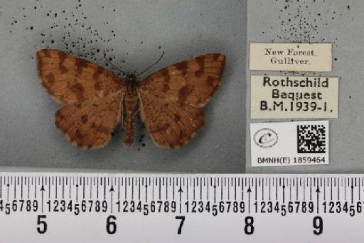Pseudopanthera macularia ab. brunneata Cockayne, 1946 - BMNHE_1859464_430043