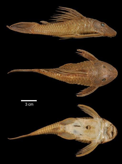 Plecostomus latirostris Regan, 1904 - 1892.4.20.26-7a; Plecostomus latirostris; type; ACSI Project image