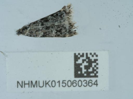 Eudonia murana (Curtis, 1827) - 015060364_2