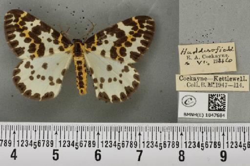 Abraxas grossulariata (Linnaeus, 1758) - BMNHE_1847684_417030