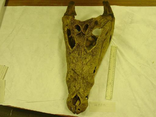 Crocodylus binuensis Baikie (1857) - Crocodylus niloticus 64.8.8.12 001.JPG