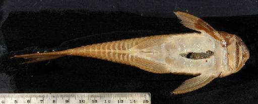 Chaetostomus lepturus Regan, 1912 - 1910.7.11.116-18b; Chaetostomus lepturus; ventral view; ACSI Project image