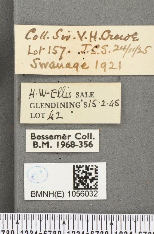 Aglais urticae ab. nigricaria Lambillion, 1902 - BMNHE_1056032_label_45327