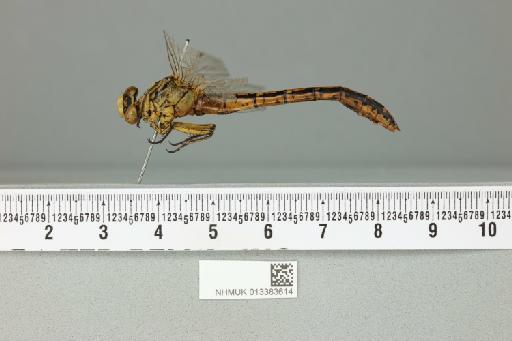 Gomphus davidi Selys, 1887 - 013383614_lateral