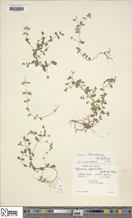 Hypericum himalaicum N.Robson - BM001203995
