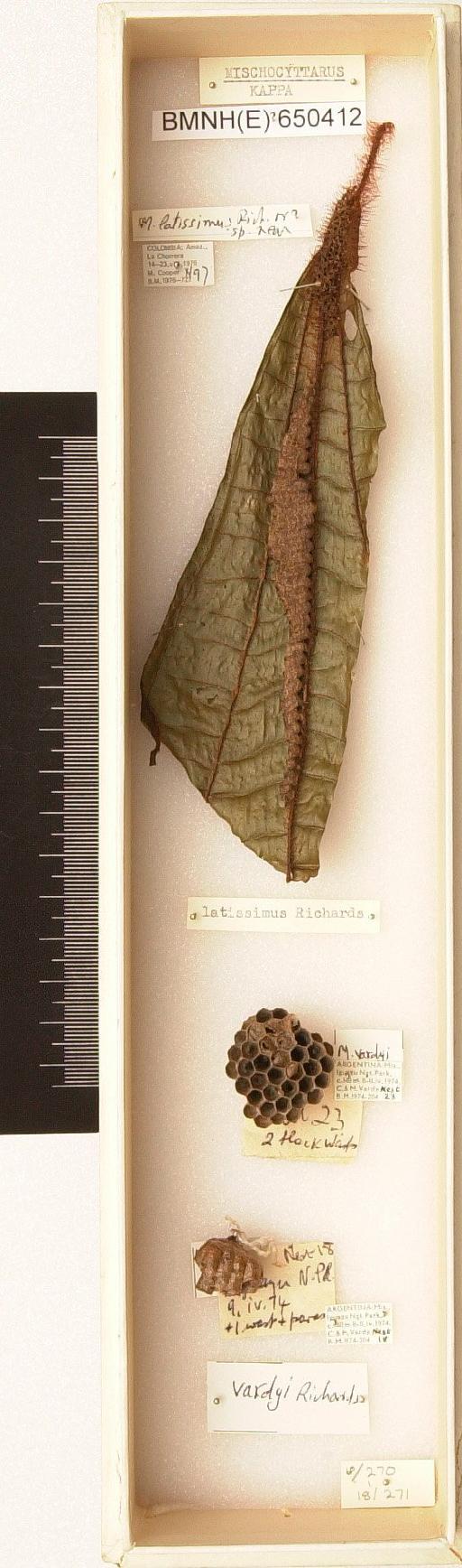 Mischocyttarus (Kappa) latissimus & vardyi Richards - Hymenoptera Nest BMNH(E) 650412