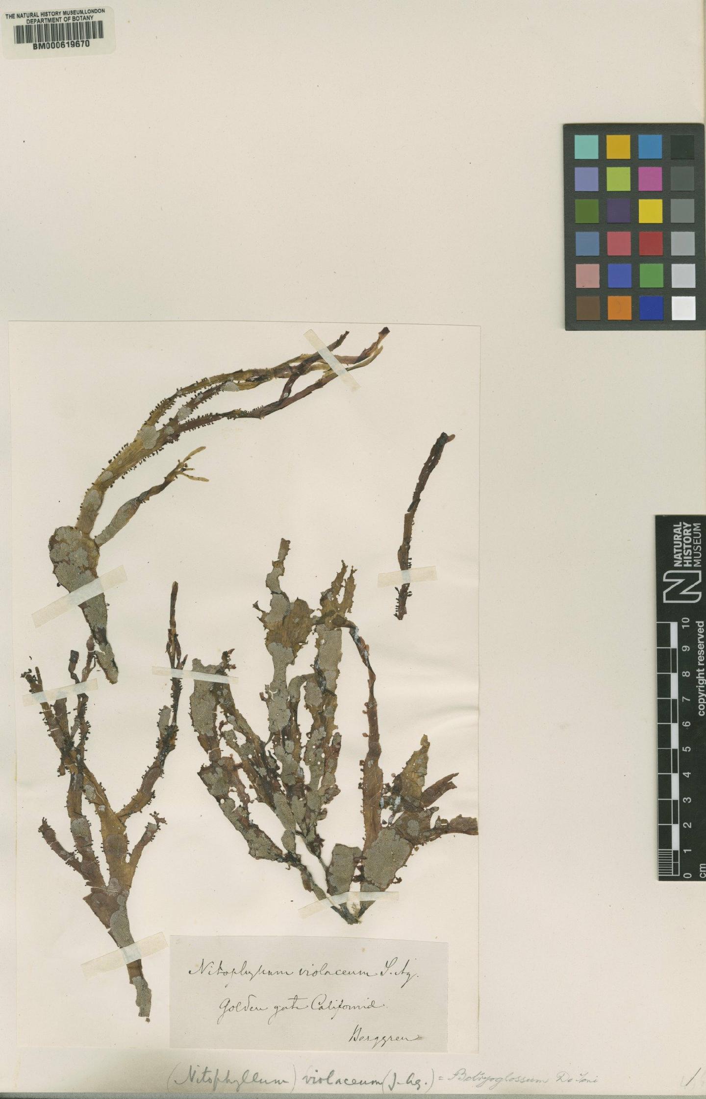 To NHMUK collection (Cryptopleura violacea (Agardh) Kylin; Type; NHMUK:ecatalogue:4791709)