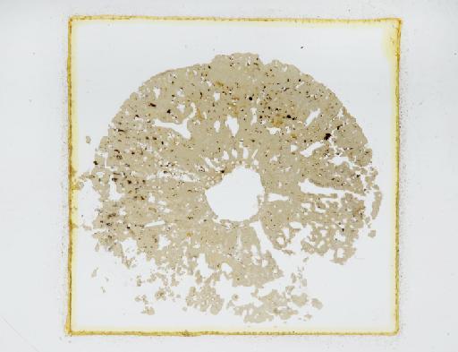 Endostoma foraminosa (Goldfuss, 1833) - NHMUK_PI_P_3272$1. Corynella foraminosa1.1