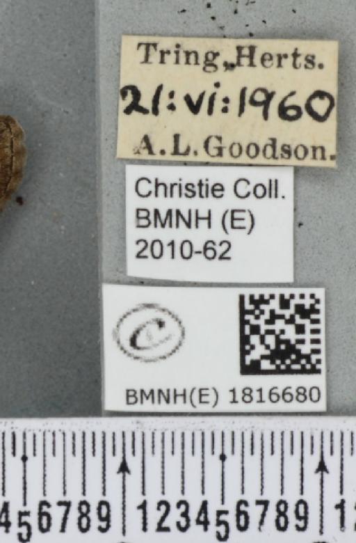 Eupithecia icterata (Stephens, 1831) - BMNHE_1816680_label_393420
