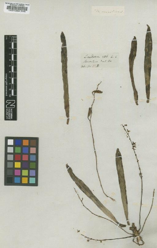 Angraecum gracile Thouars - BM000540098