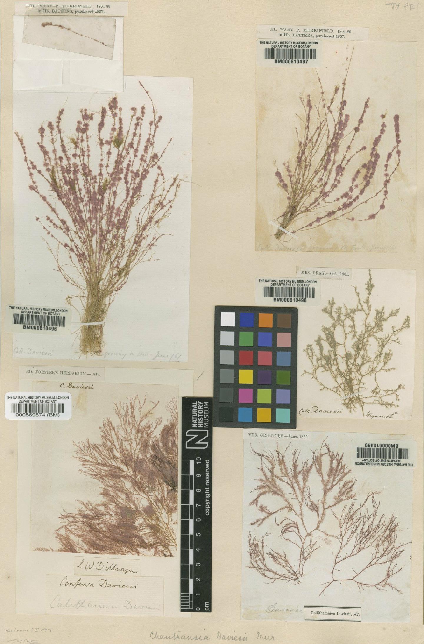 To NHMUK collection (Audouinella daviesii (Dillwyn) Woelk.; NHMUK:ecatalogue:4859166)