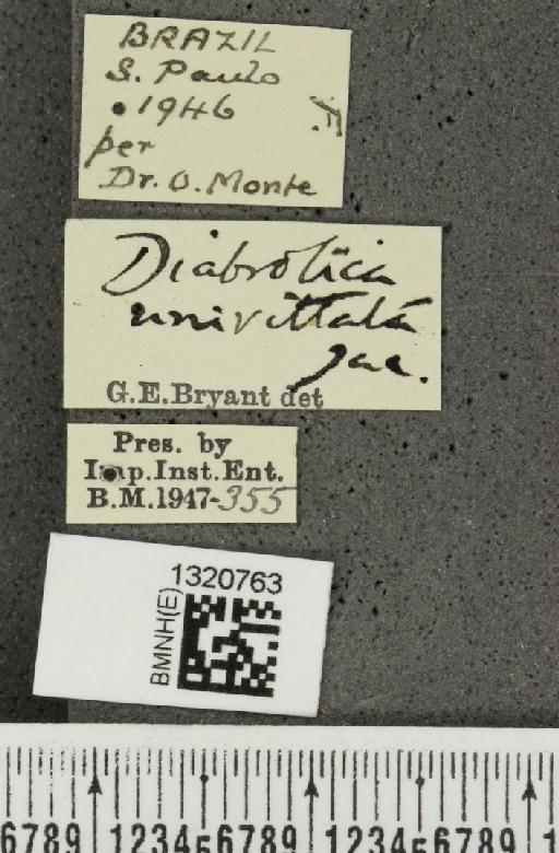 Diabrotica univittata Jacoby, 1899 - BMNHE_1320763_label_21473