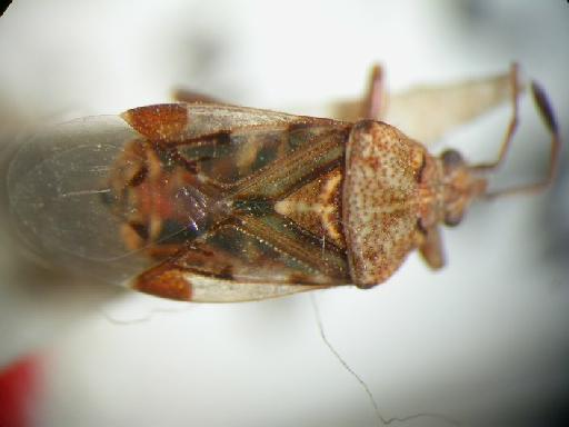 Pylorgus ghantii Ghauri - Hemiptera: Pylorgus Gha
