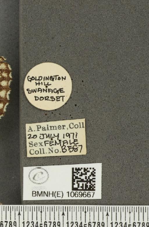 Melanargia galathea serena Verity, 1913 - BMNHE_1069667_label_35508