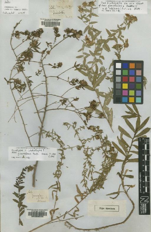 Aster oblongifolius Nutt - BM000645528