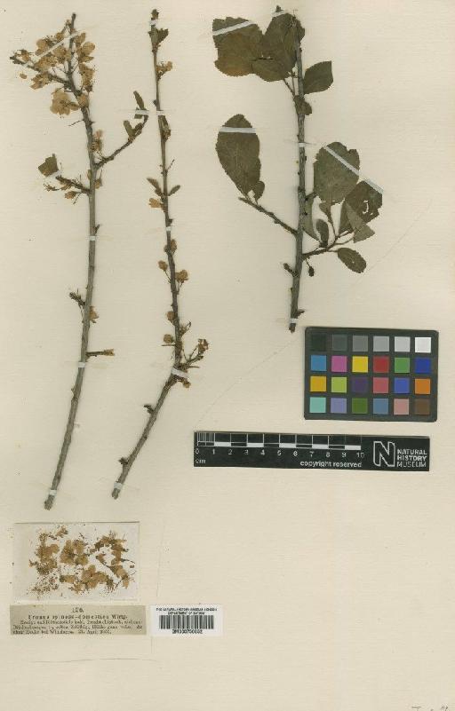 Prunus domestica L. - BM000750852