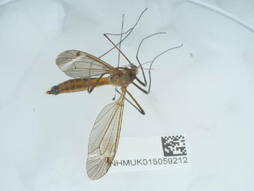 Tipula (Lunatipula) fascipennis Meigen, 1818 - 015059212_2