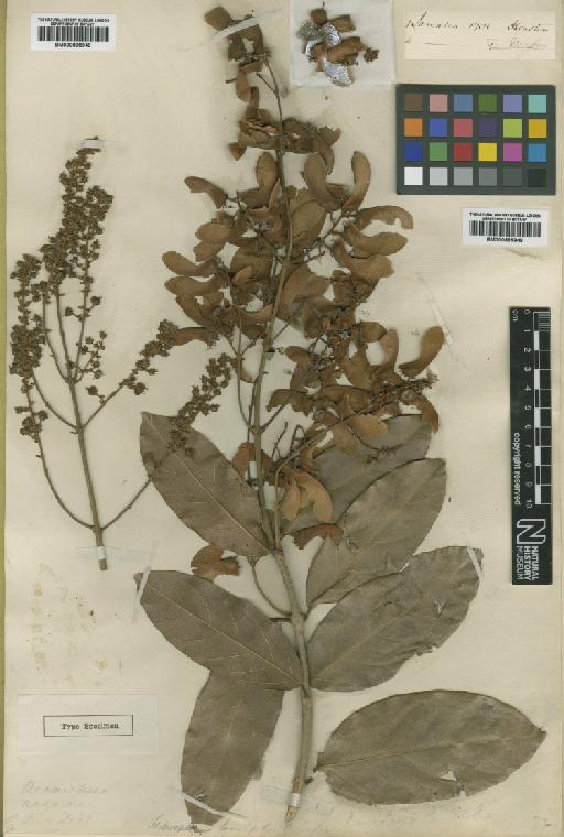 Heteropterys laurifolia (L.) A.Juss. - BM000895948