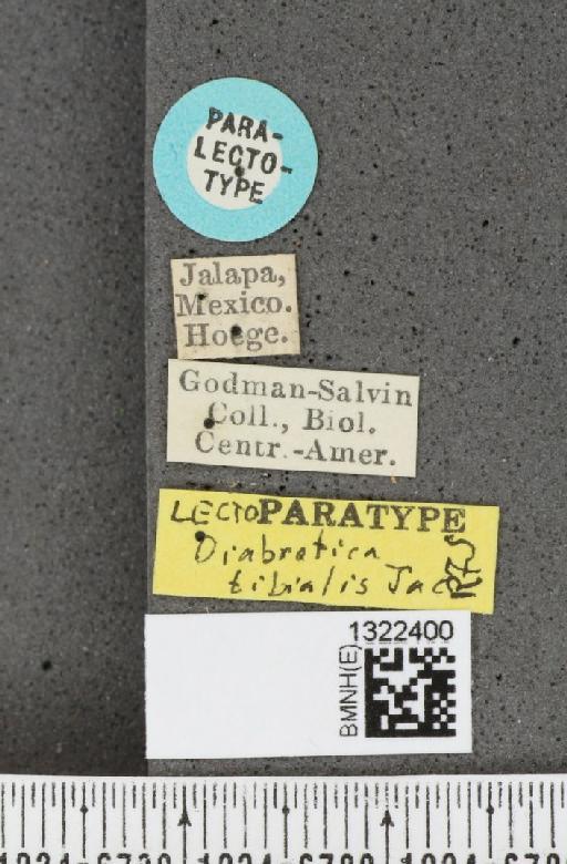 Diabrotica tibialis Jacoby, 1887 - BMNHE_1322400_label_18682