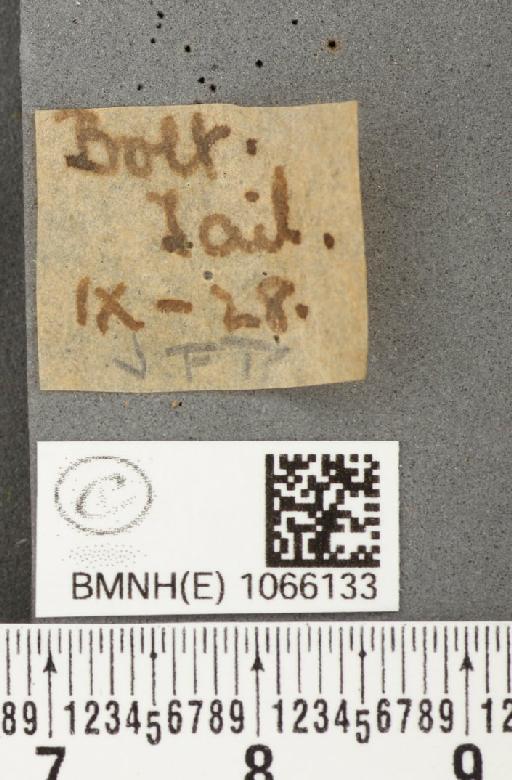 Coenonympha pamphilus (Linnaeus, 1758) - BMNHE_1066133_label_27486