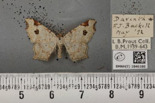 Macaria notata (Linnaeus, 1758) - BMNHE_1846188_420218