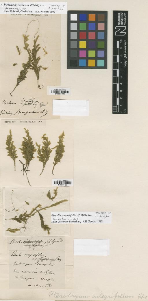 Pireella angustifolia (Müll.Hal.) Arzeni - BM000961020_a