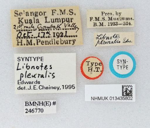 Libnotes (Libnotes) pleuralis Edwards - 013435802 Libnotes neopleuralis SYNTYPE female labels