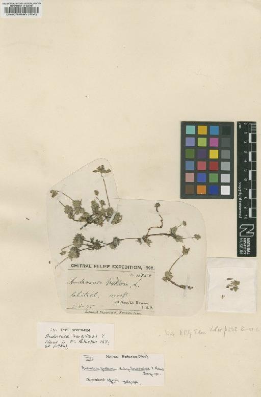 Androsace lowariensis Y.J.Nasir - BM000050990