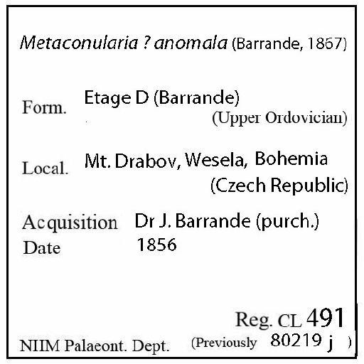 Metaconularia anomala (Barrande, 1867) - CL 491. Metaconularia ? anomala (label)