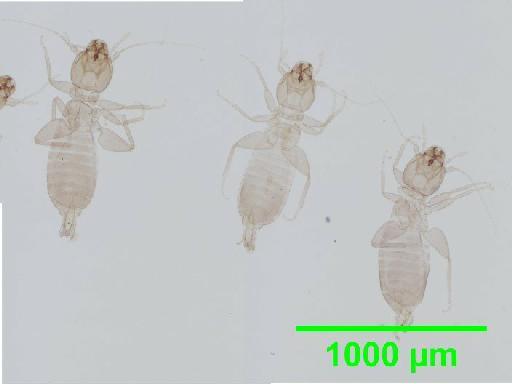 Liposcelis paetus Pearman, 1942 - 010150892__2016_03_17_s2